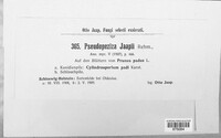 Pseudopeziza jaapii image